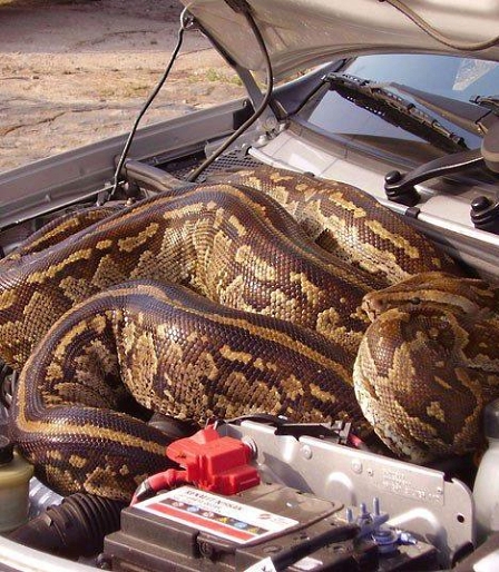 Python in the Car Engine